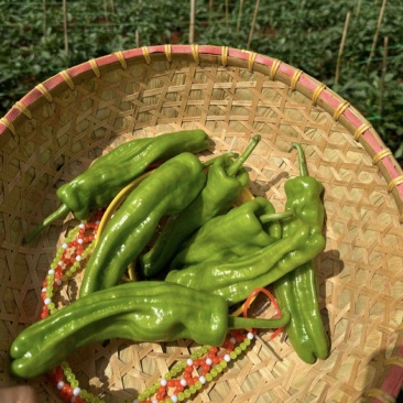 芜湖椒苏椒薄皮泡椒基地直发大量供应