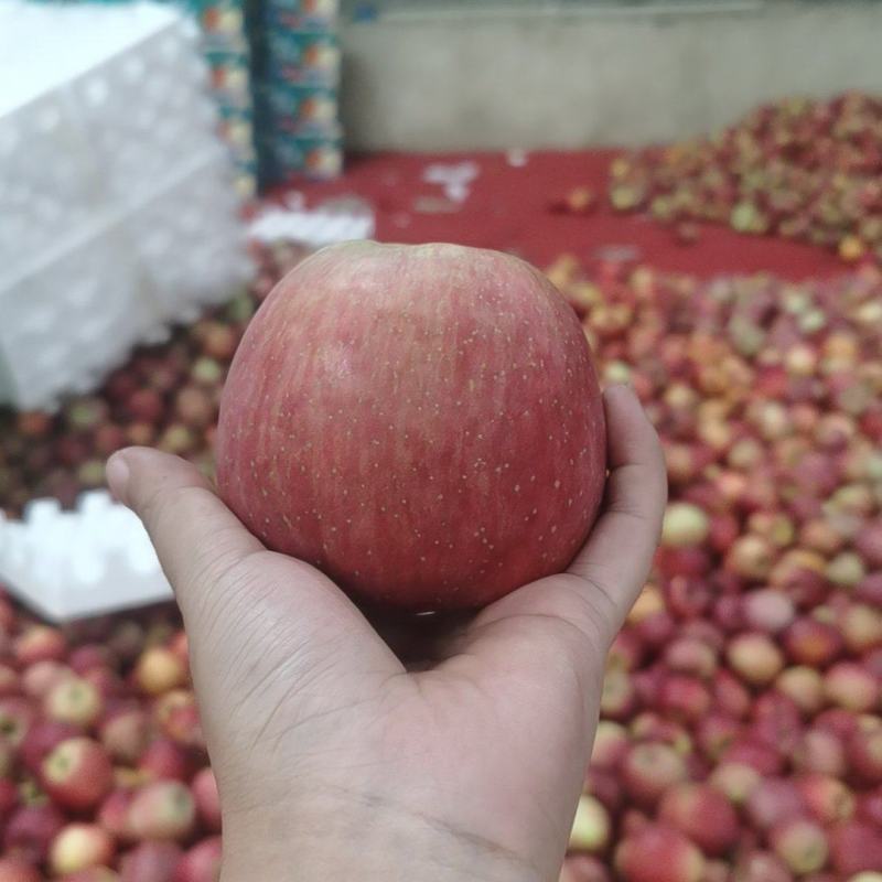 昭通丑苹果(富士）大量供应，产地直发，品质保证