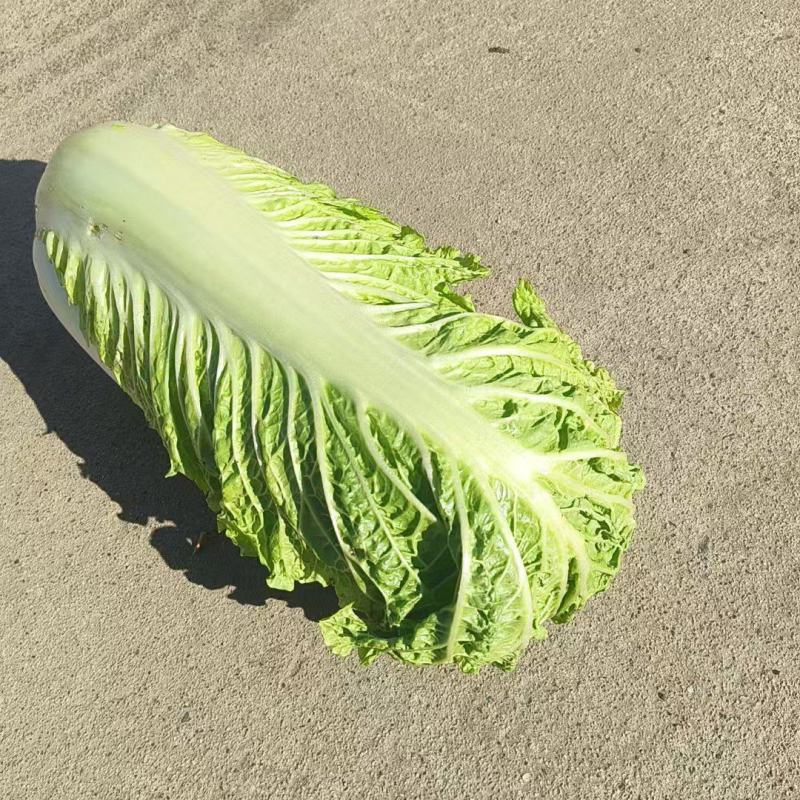 三号白菜