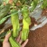 芜湖椒苏椒薄皮泡椒基地直发大量供应