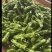 芜湖椒苏椒薄皮泡椒基地直发大量供应