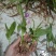 紫花三叉白芨驯化苗