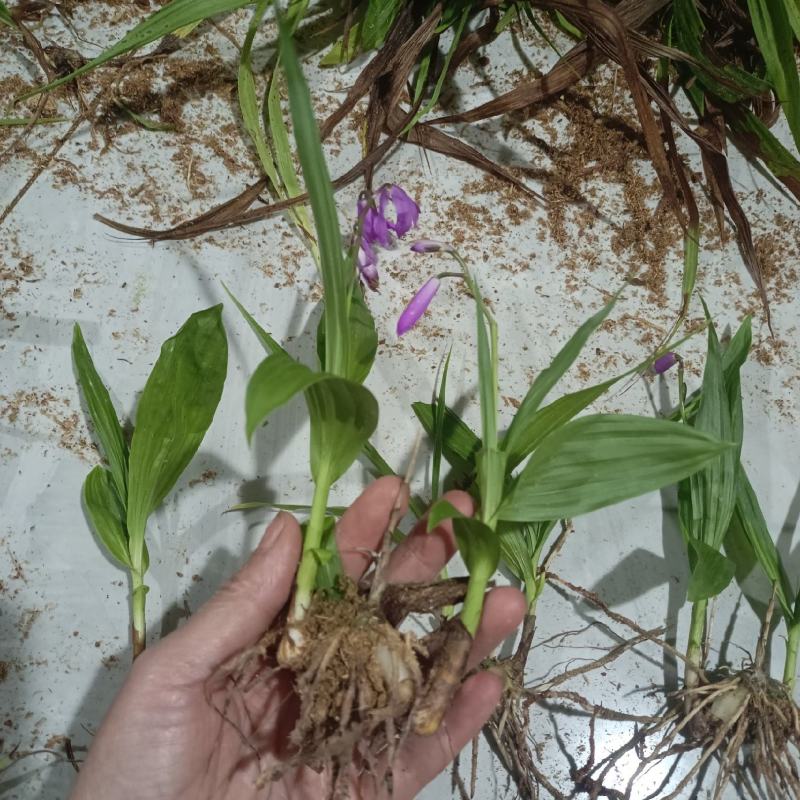 紫花三叉白芨驯化苗