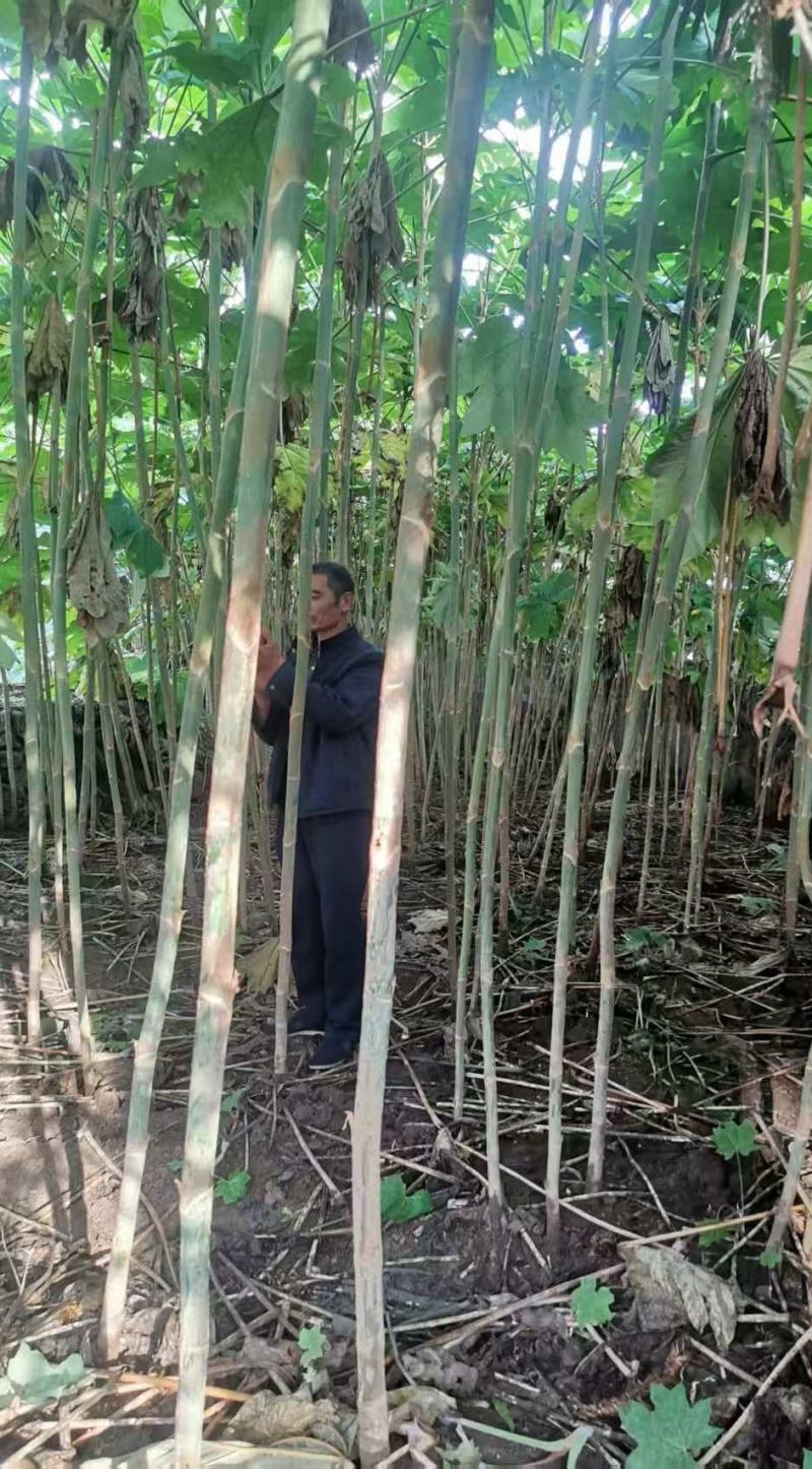 贵州大通草苗