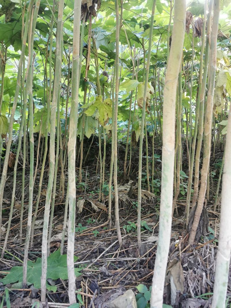 贵州大通草苗