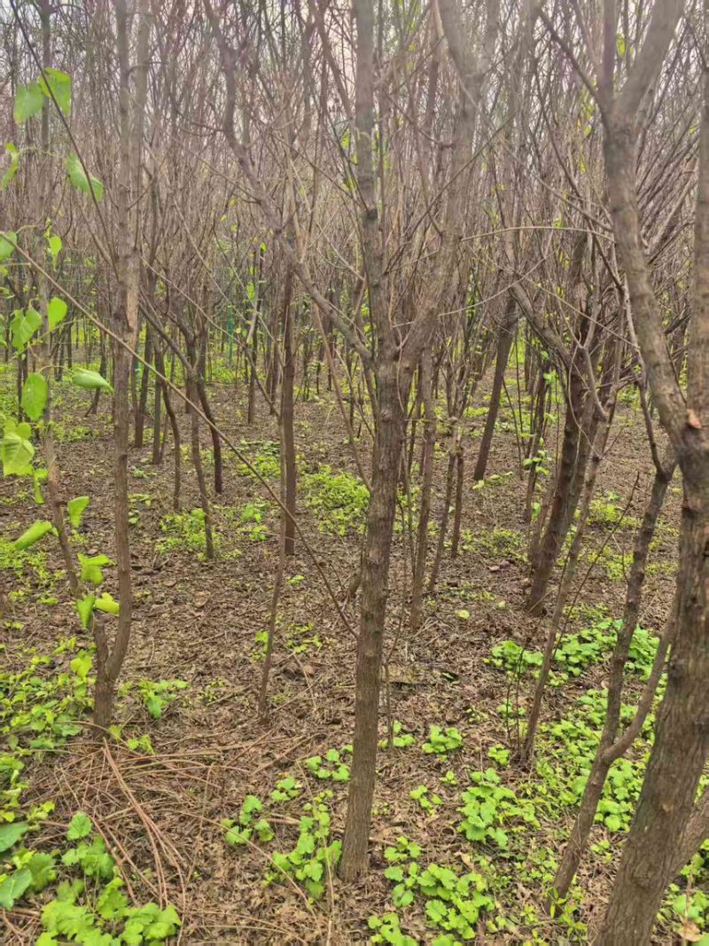 山东文冠果树苗2—5公分基地直发提供技术支持