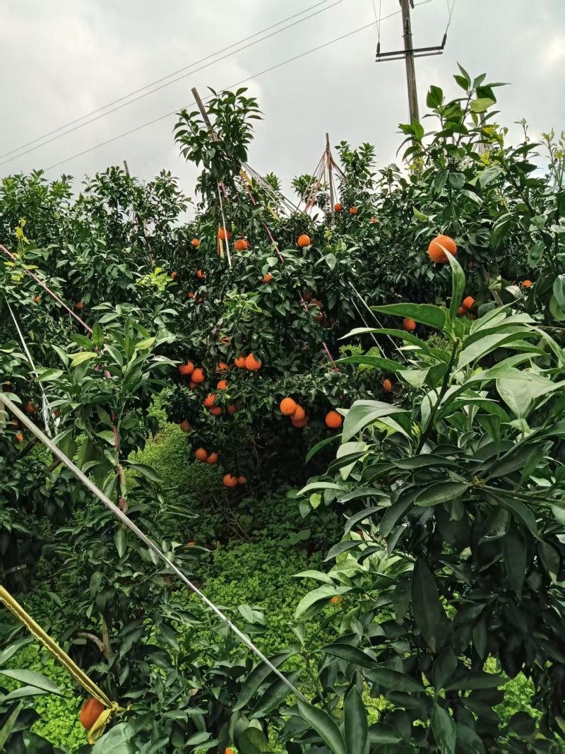 爱媛38产地直发，质量保证