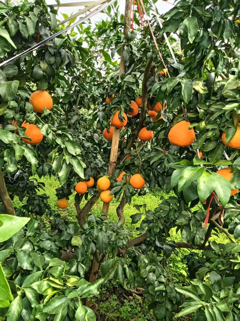 爱媛38产地直发，质量保证
