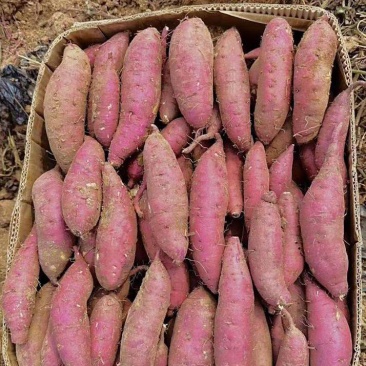 山东窖藏，烟薯25，西瓜红红薯货源充足全国发货