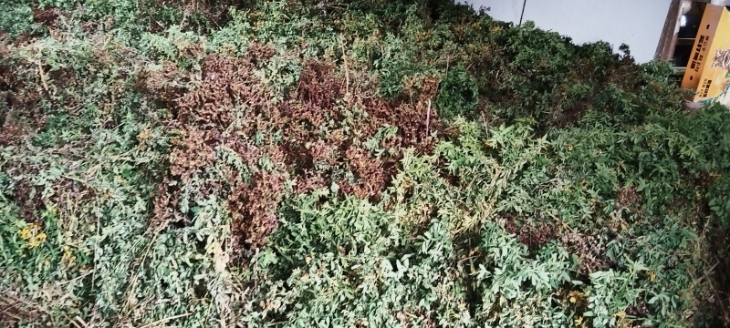 贯叶金丝桃种子