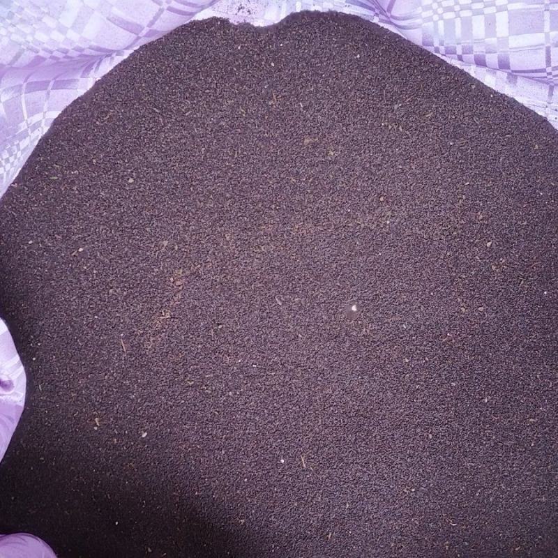 贯叶金丝桃种子