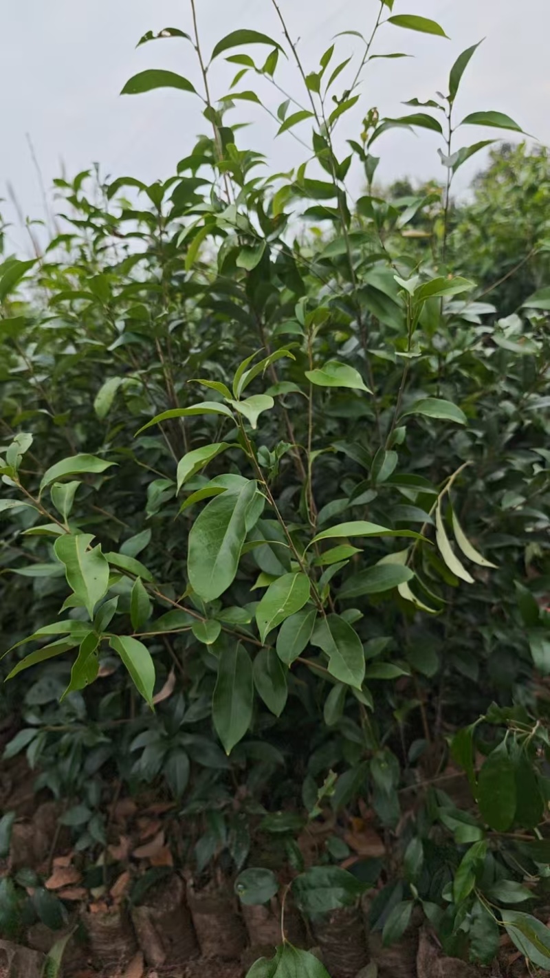 青冈栎杯苗，产地一手货源，量大优惠欢迎合作成活率高