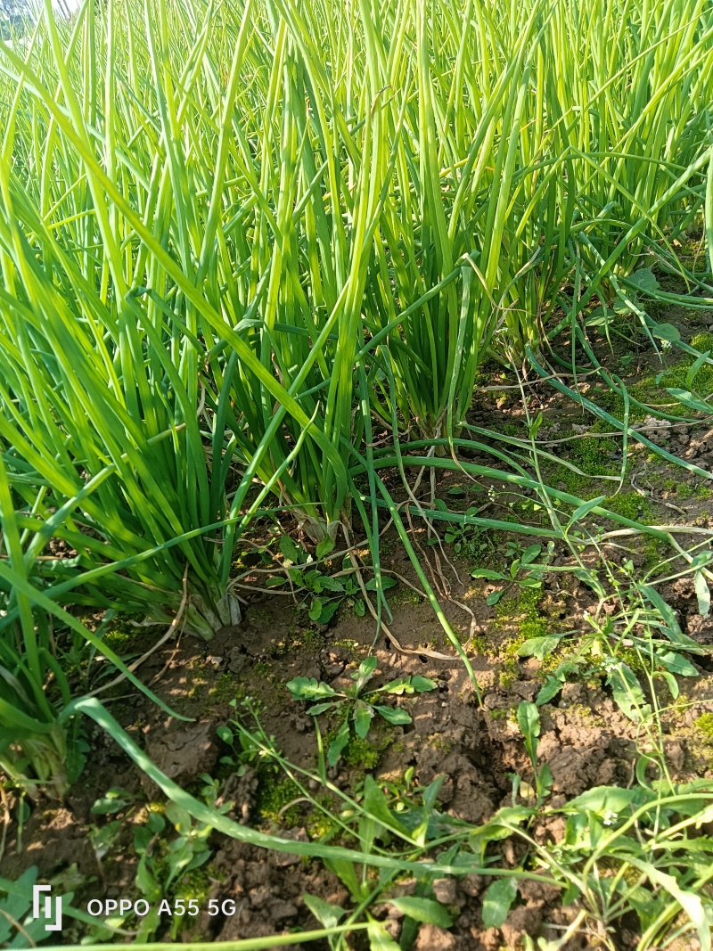 小香葱