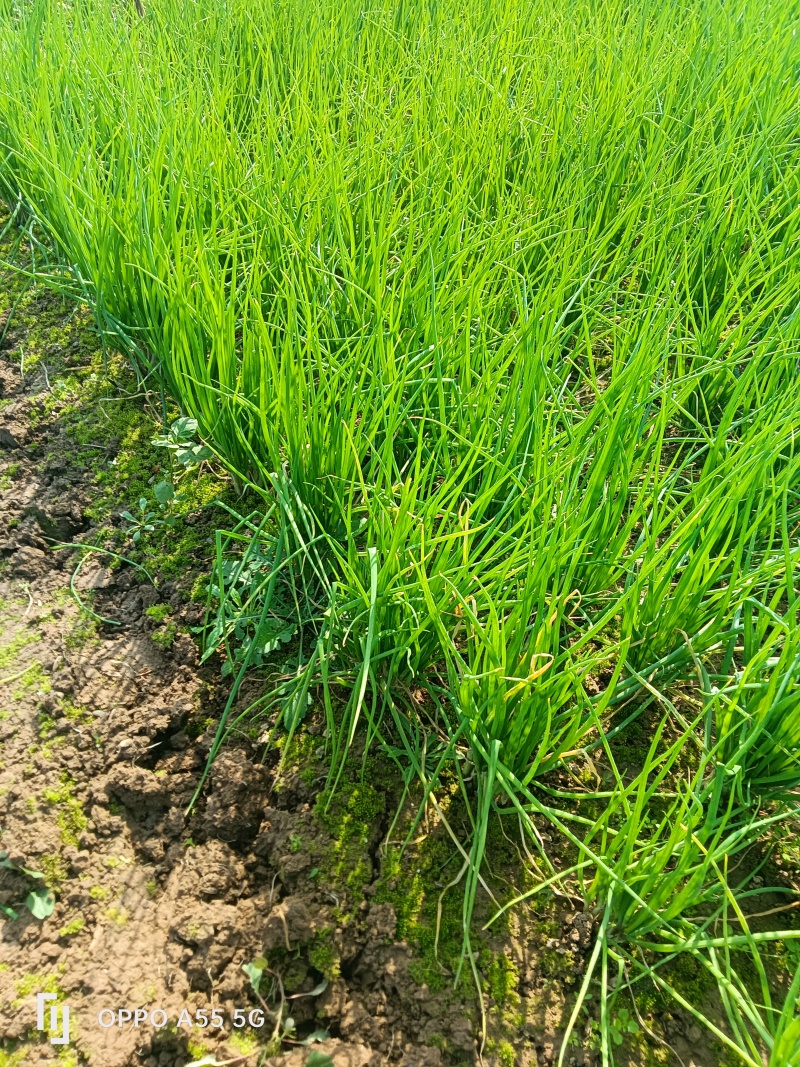 小香葱