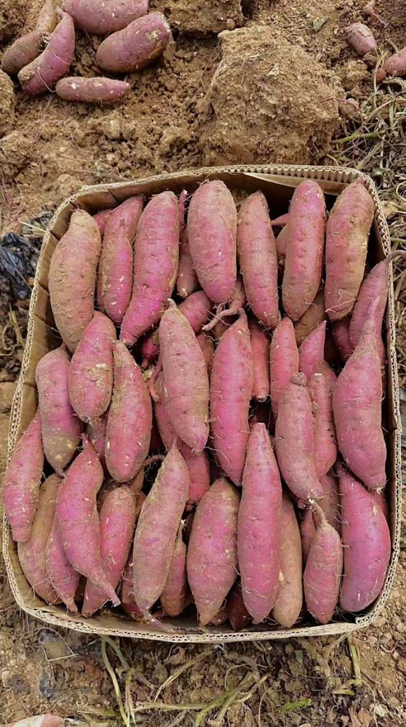 山东窖藏，烟薯25，西瓜红红薯货源充足全国发货