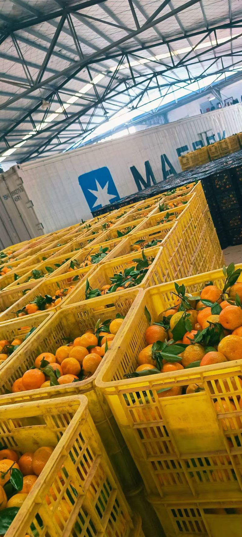 湖北精品小叶桔口感纯甜薄皮细皮大量供货对接电商商超出口