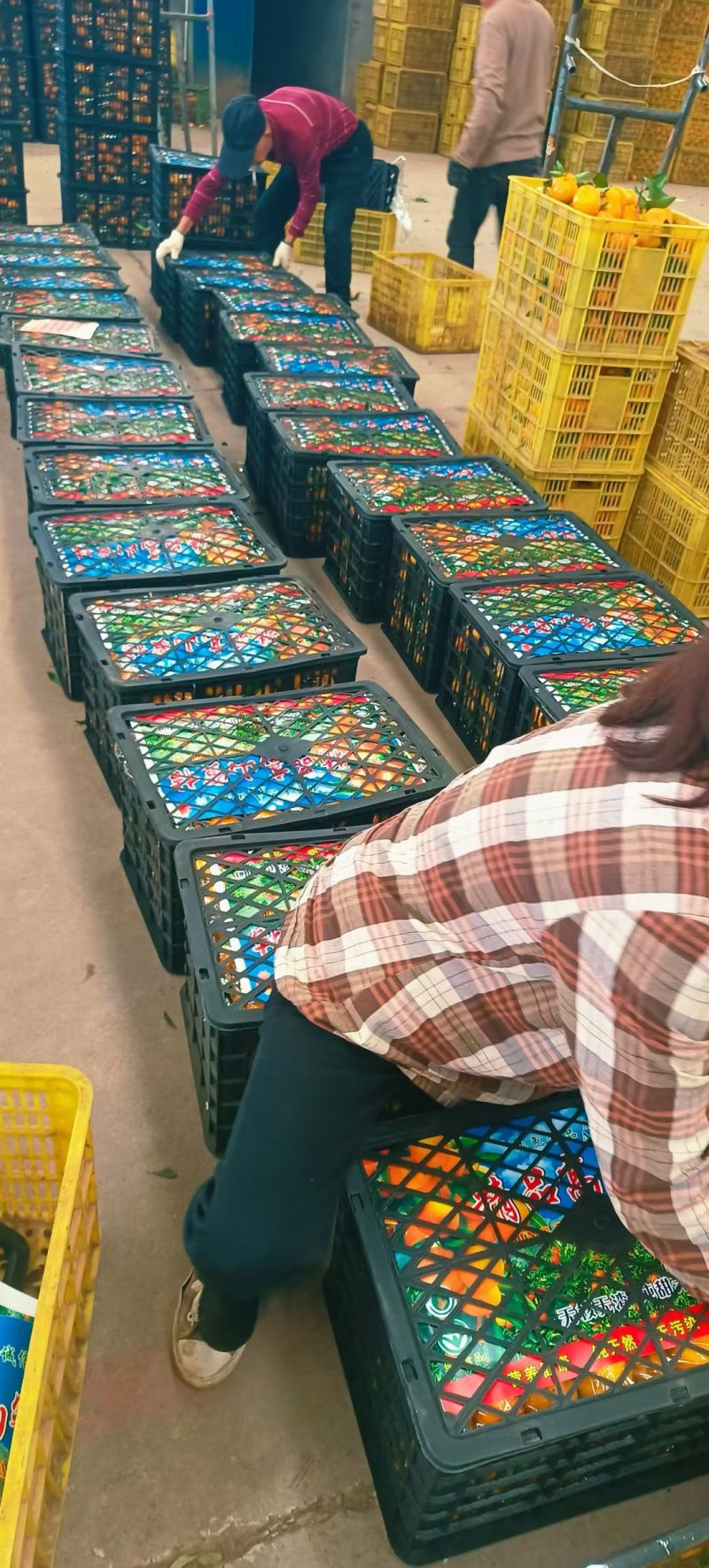 湖北精品小叶桔口感纯甜薄皮细皮大量供货对接电商商超出口
