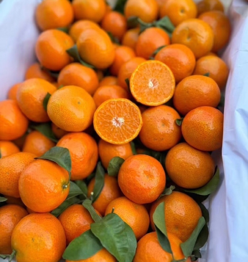 推荐广西沙糖桔砂糖橘货源充足量大从优供全国商超市