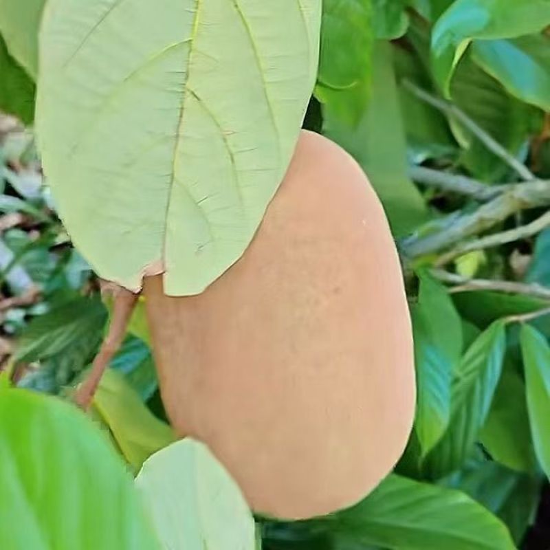 （古布阿苏果）树苗耐寒新品种南北方均可种植阿苏果树