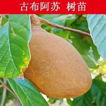 （古布阿苏果）树苗耐寒新品种南北方均可种植阿苏果树