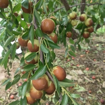 冬枣