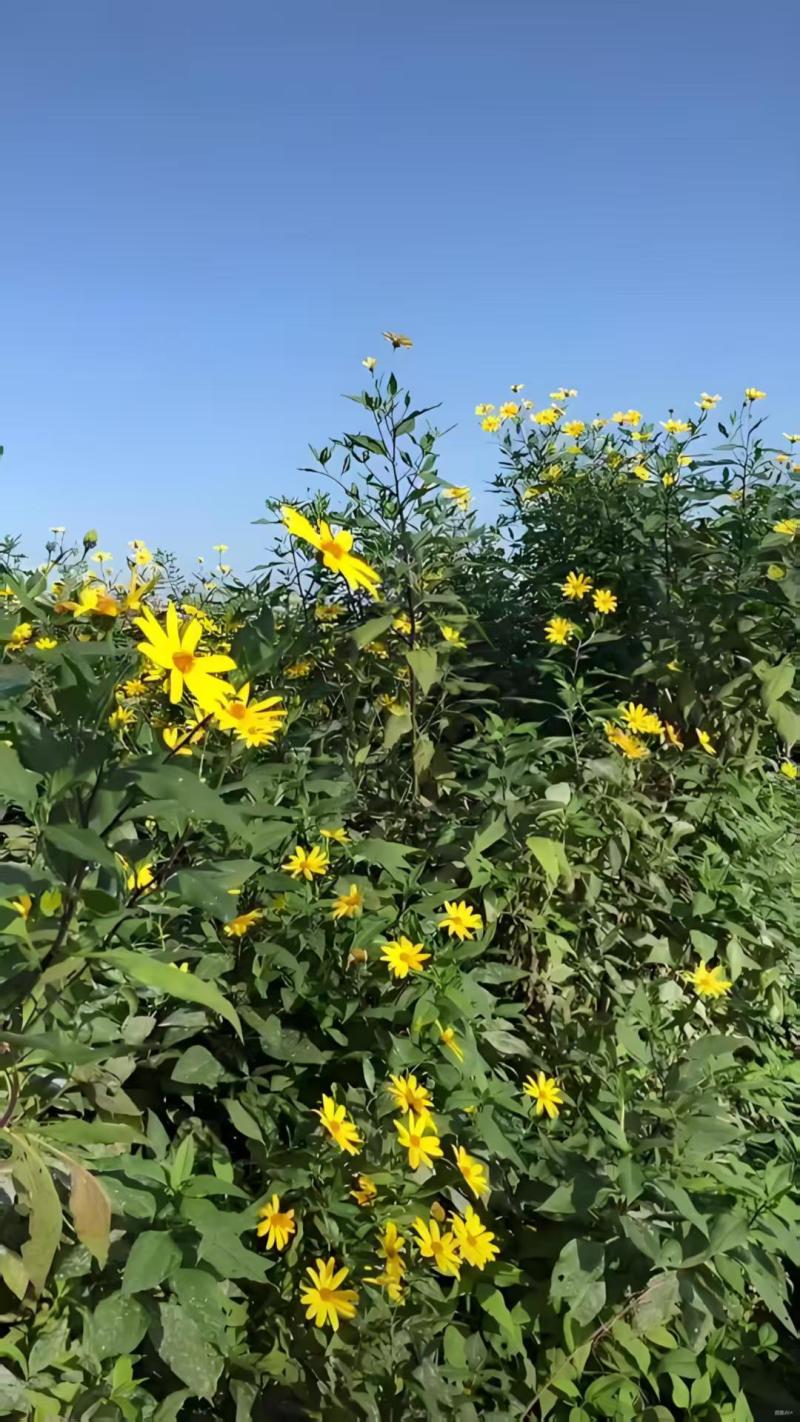 产地洋姜发货