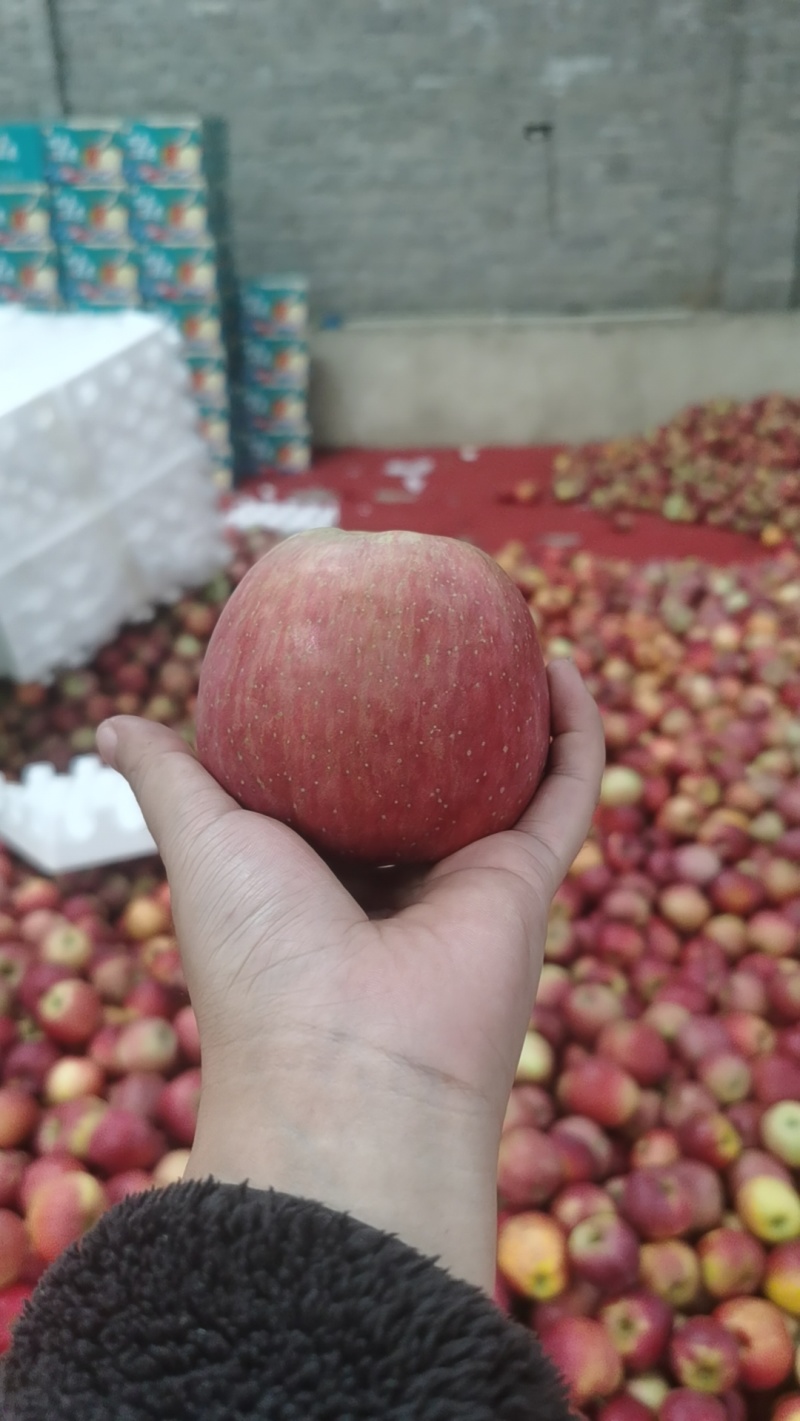 昭接丑苹果接电商一件代发，社区团购，大量供应，