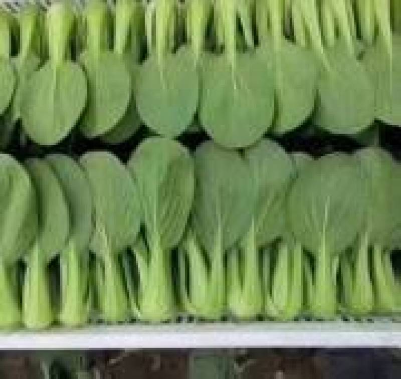 《万人合作商》江苏上海青小油菜大量上市中对接商超团购