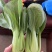 《万人合作商》江苏上海青小油菜大量上市中对接商超团购