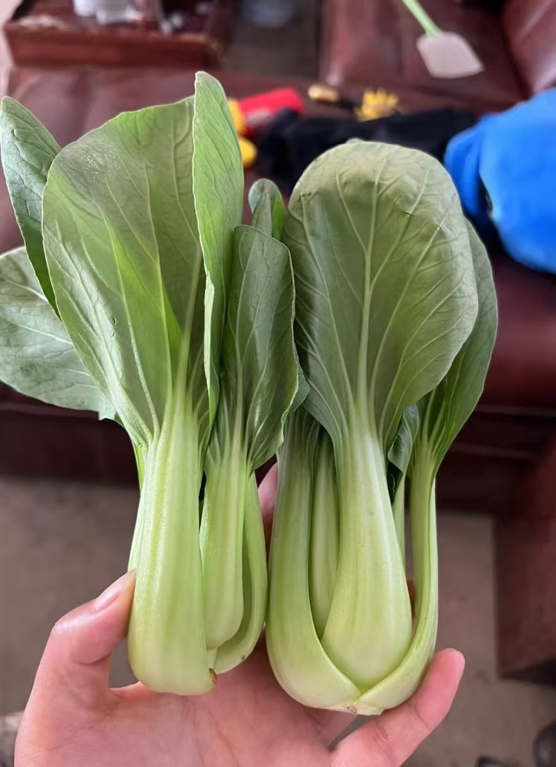 《万人合作商》江苏上海青小油菜大量上市中对接商超团购