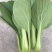 《万人合作商》江苏上海青小油菜大量上市中对接商超团购