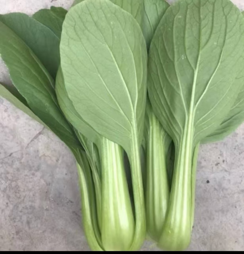 《万人合作商》江苏上海青小油菜大量上市中对接商超团购