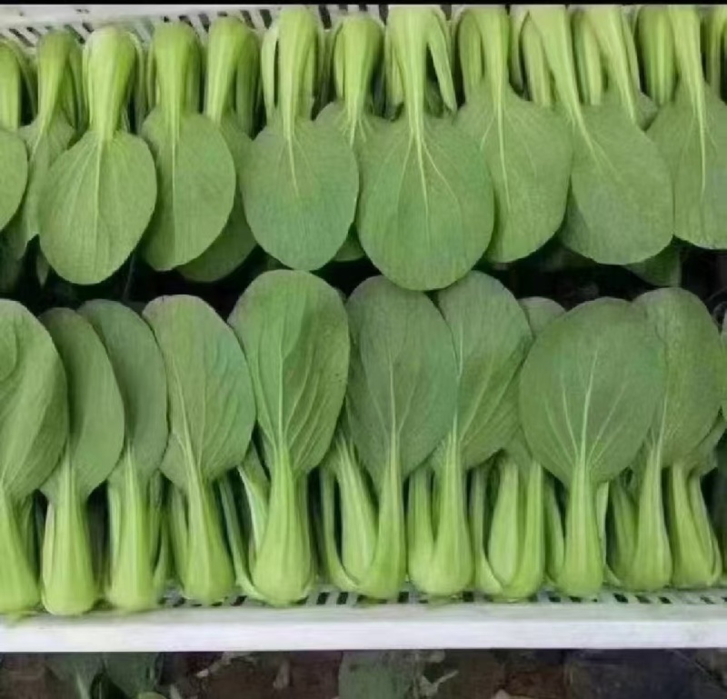 《万人合作商》江苏上海青小油菜大量上市中对接商超团购