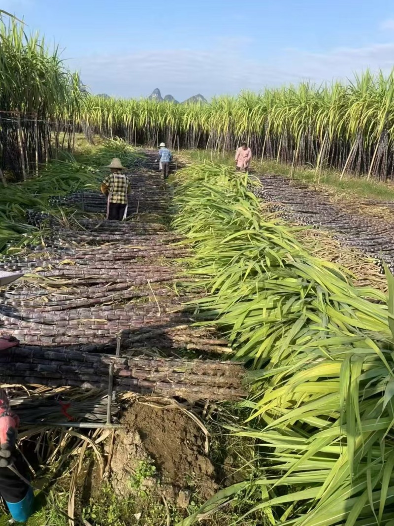 广西黑皮甘蔗基地直销，口感软汁多味甜，质优价廉。