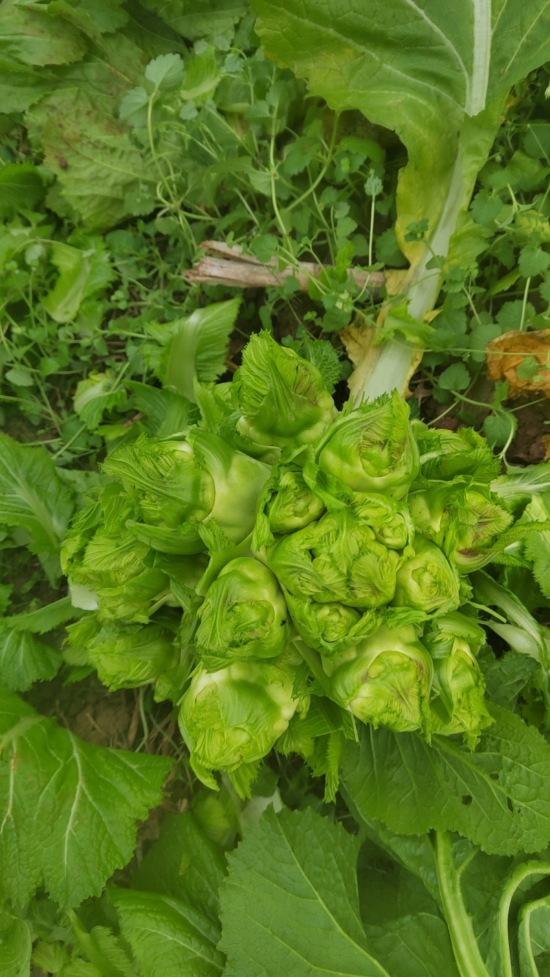 成都儿菜