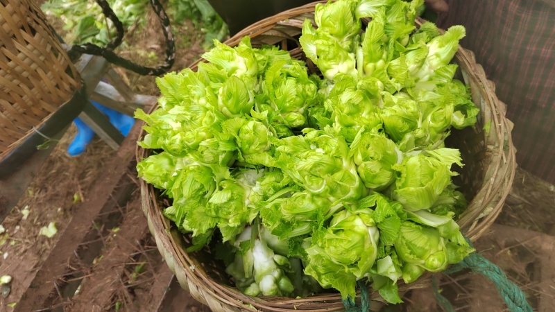 成都儿菜
