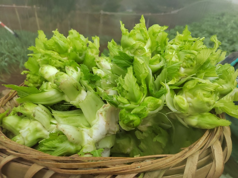 成都儿菜