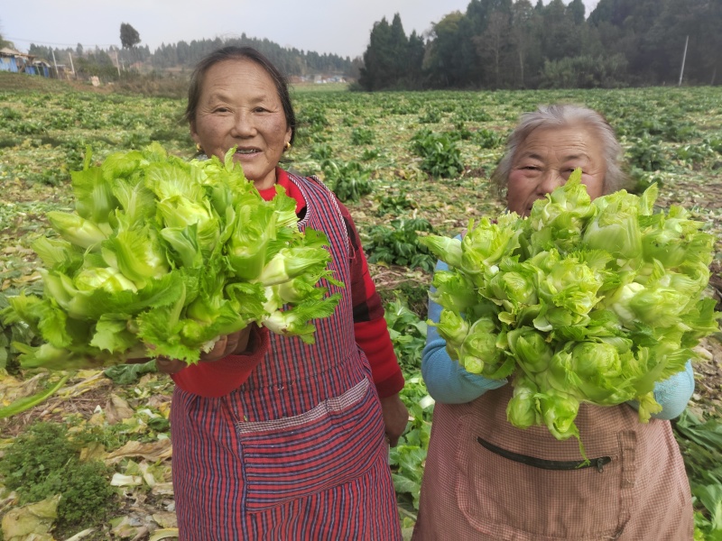成都儿菜