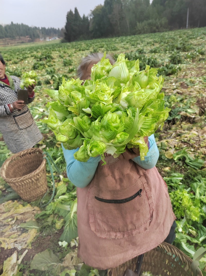 成都儿菜
