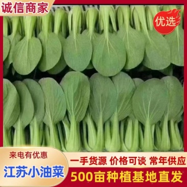 《万人合作商》江苏上海青小油菜大量上市中对接商超团购