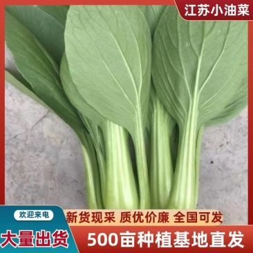 《畅销》江苏500亩基地直发精品小油菜上海青一条龙服