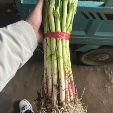 精品大棚蒜苗