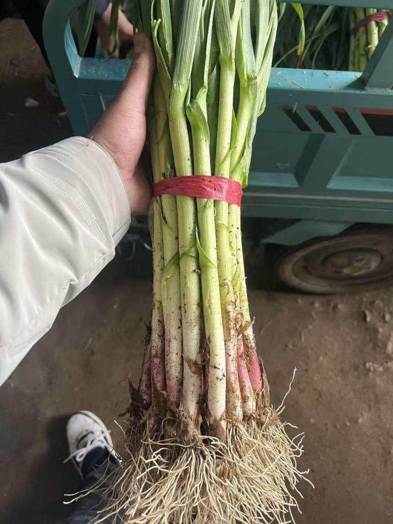 精品大棚蒜苗