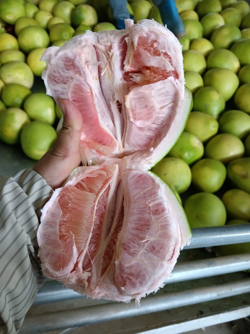 大量红心柚三红柚白柚统货次果大量有货，货源充足