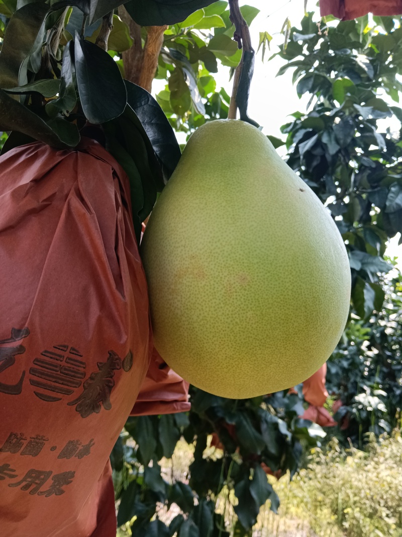 大量红心柚三红柚白柚统货次果大量有货，货源充足