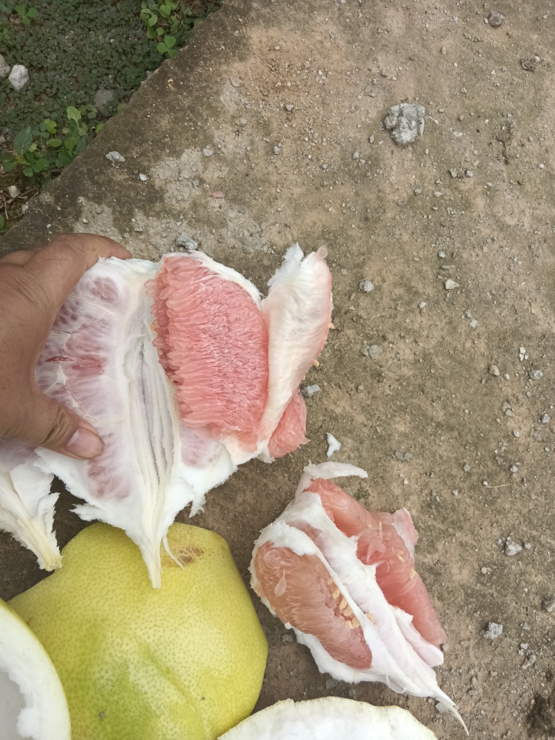 大量红心柚三红柚白柚统货次果大量有货，货源充足
