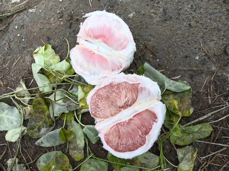大量红心柚三红柚白柚统货次果大量有货，货源充足