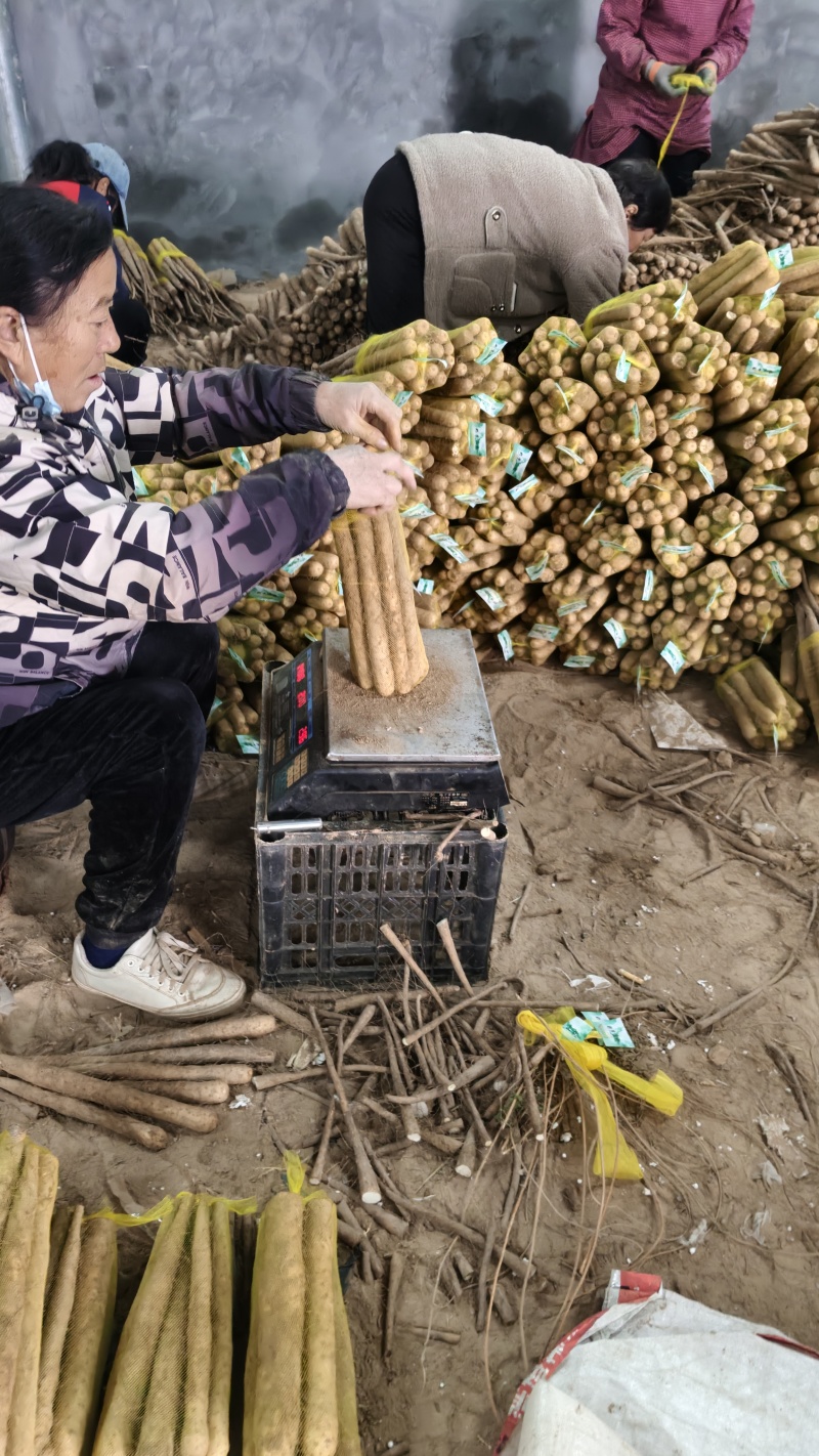 双棒网袋山药，标秤3斤，5斤。价格便宜，大量打包出货中