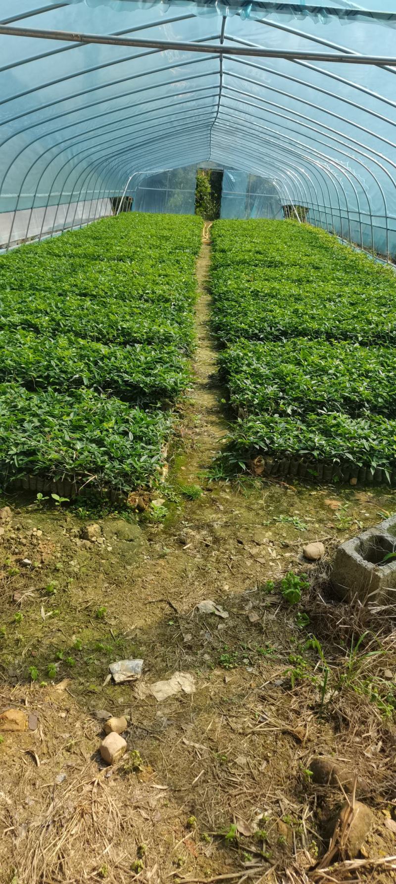 小叶牛大力苗