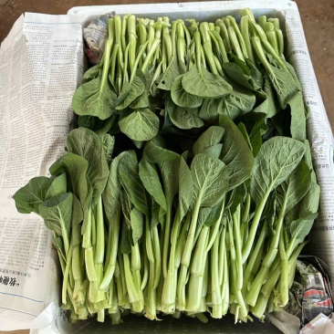 昆明菜心，基地直发
